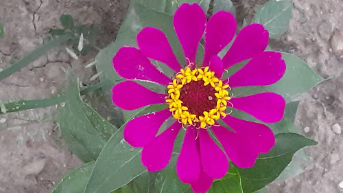 Ground hogs don't like Zinnia plants