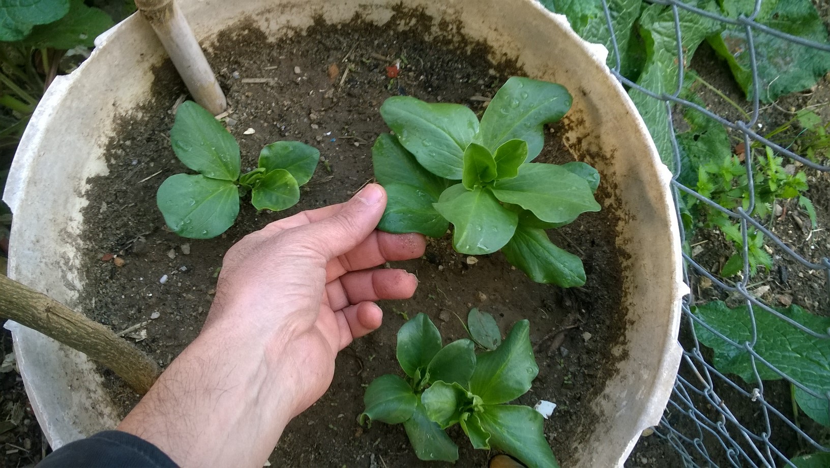 From 3 to 5 days you should see the broad bean seedlings emerging out from the soil.
