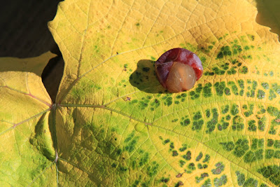 Grape Slip-Skin on Fall Leaf