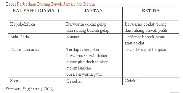 PERBEDAAN BURUNG PUYUH JANTAN DAN BETINA PERBEDAAN BURUNG PUYUH JANTAN DAN BETINA