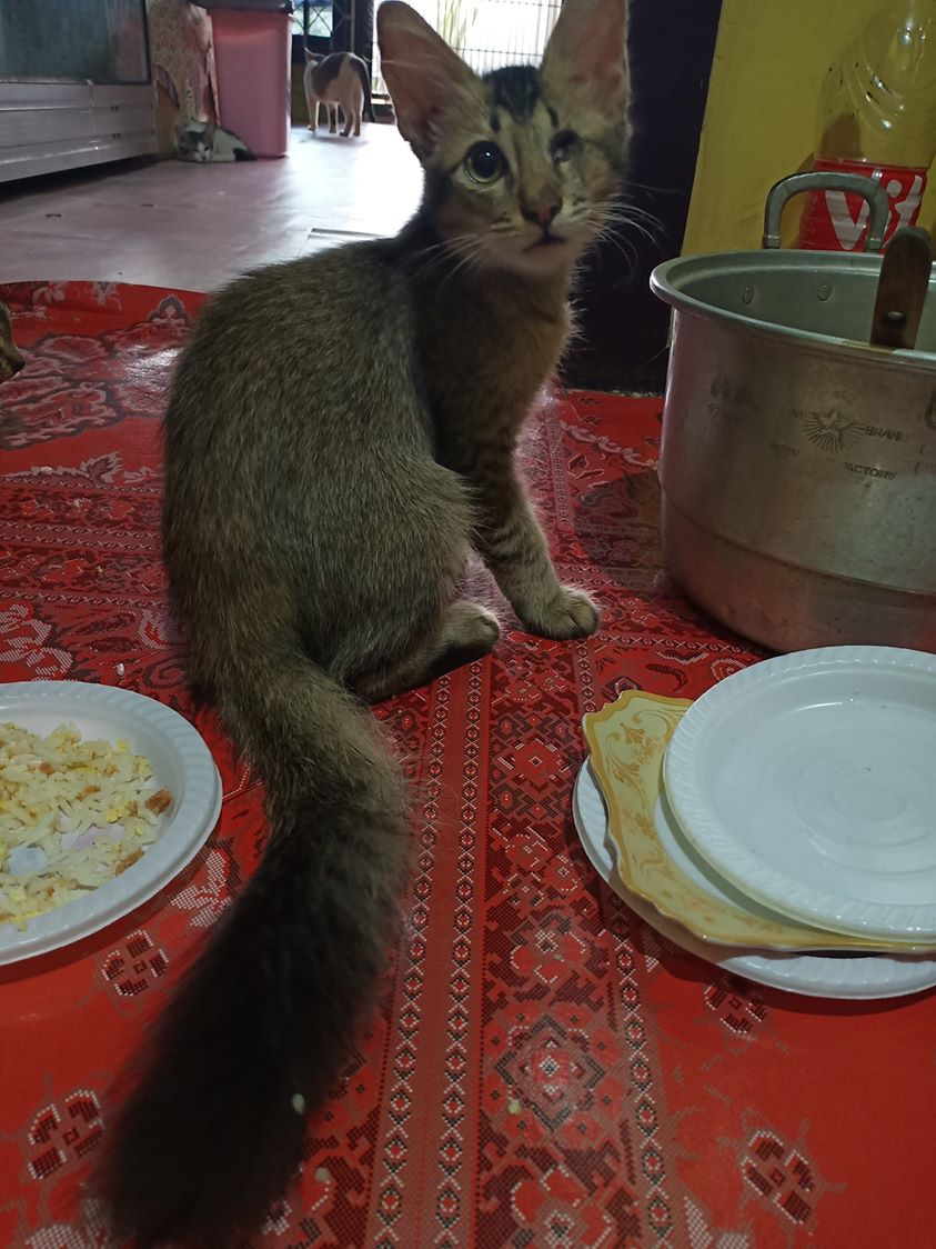 Kucing Makan Makanan Basi