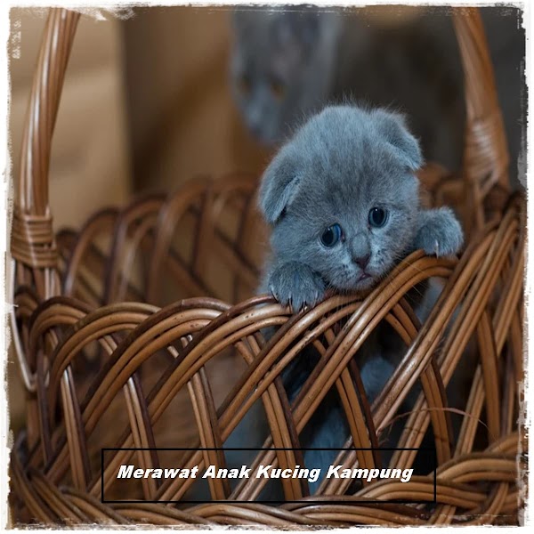 Cara Merawat Anak Kucing Kampung Cara Merawat Anak Kucing Kampung