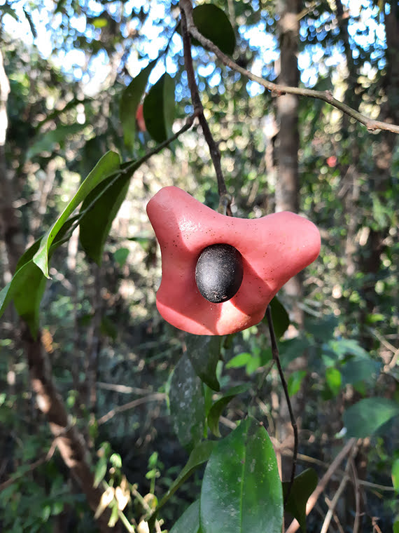 Harmandia mekongensis
