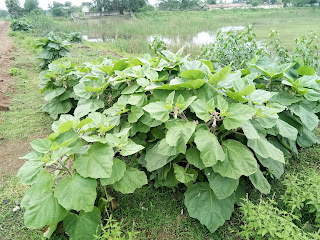 Hindugurugoyal Hatha Jodi Is Rare Plant And The Hatha Jodi Plant Original Image 2018 Plant house live raj mohini vashikaran jadi plant with pot. hatha jodi is rare plant and the hatha