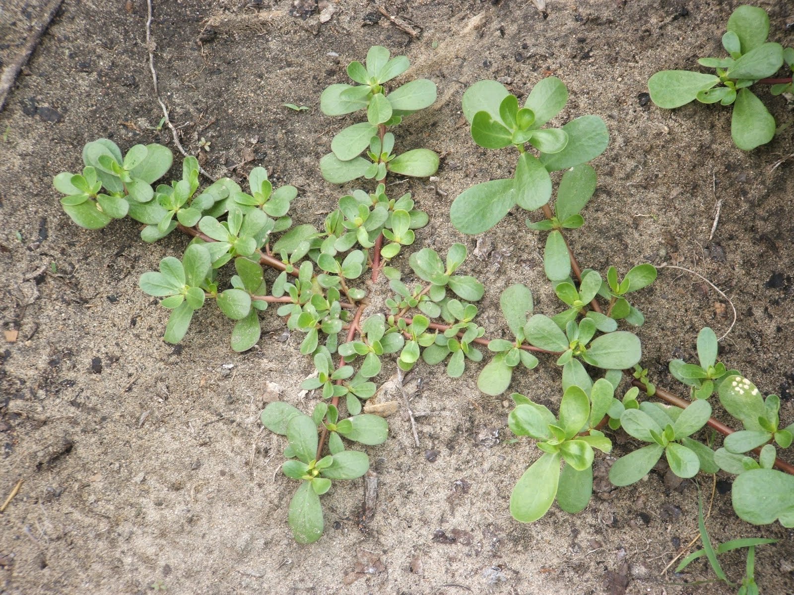 God's Growing Garden: Purslane - A Good Weed??