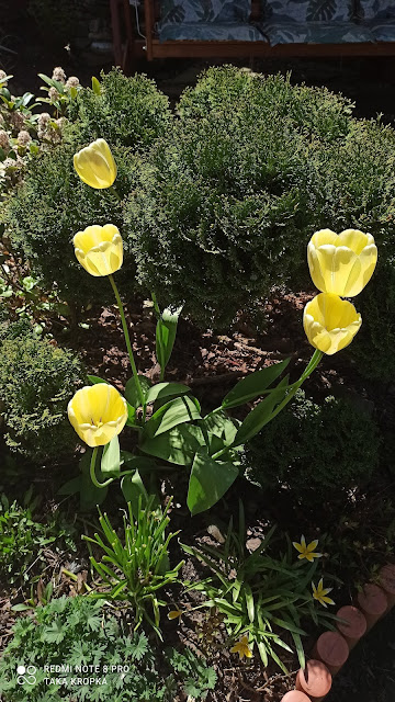 Tulipany - uprawa, inspiracje, zdjęcia