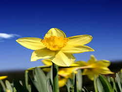 desktop wallpapers designs natural widescreen