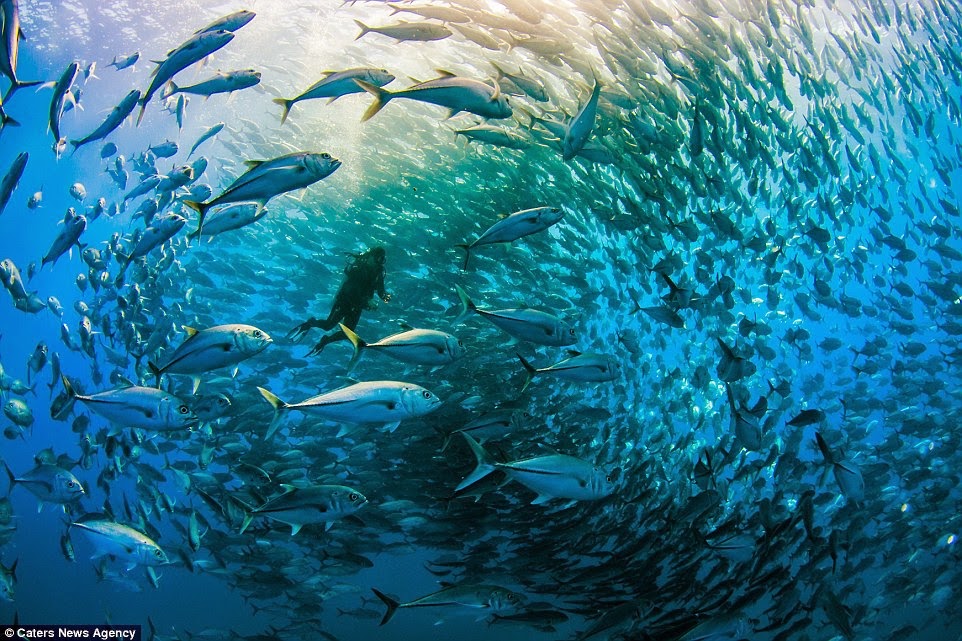 Zemūdene.: Selfijs zivju mākonī