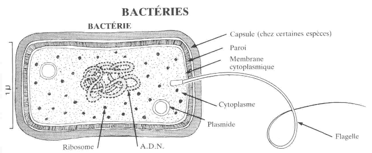 Pleurothallidinae RAVAGEURS virus et bactéries. Pleurothallidinae RAVAGEURS virus et bactéries.