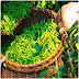 Benefit of green tea for health