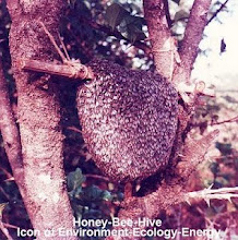 Honey-bee-hive: icon of Environment-Ecology-Energy