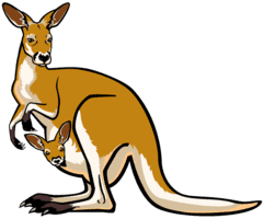 kangaroo : loài chuột túi (khen-gơ-rú) - Tiếng Anh Phú Quốc