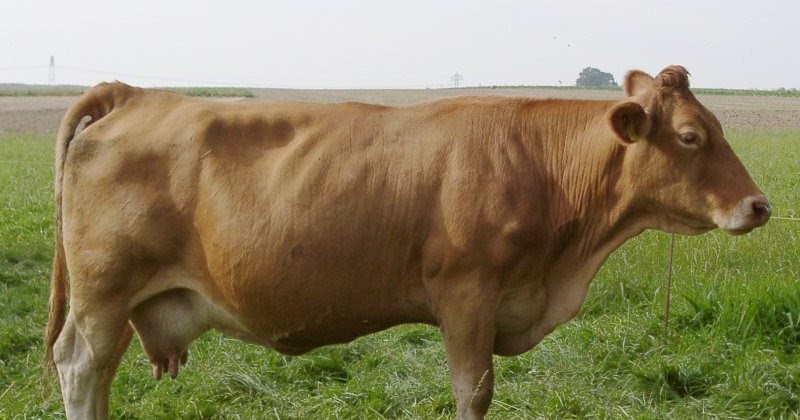 Organ Pencernaan Hewan Ruminansia Beserta Fungsinya Sdn Bandungrejosari 2 Organ Pencernaan Hewan Ruminansia Beserta Fungsinya Sdn Bandungrejosari 2