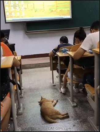 Amazing Cat GIF • Lazy shameless ginger Cat lying on the floor inside the classroom Amazing Cat GIF • Lazy shameless ginger Cat lying on the floor inside the classroom