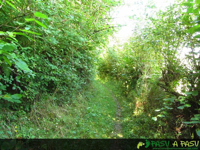 Sendero entre vegetación