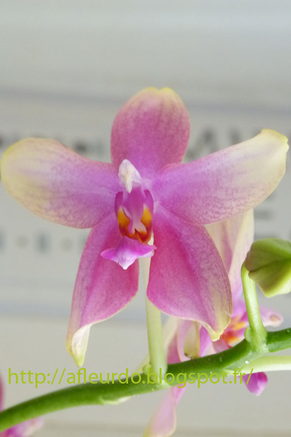 A Fleur d'Ô: Phalaenopsis Liodoro