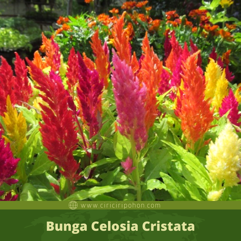 ciri ciri pohon Bunga Celosia Cristata 2