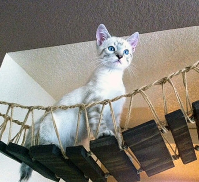 Cat and DOG Chat With Caren Get "CATIFIED!" Enter to win Catification