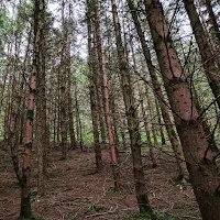 Ireland Images: forest in County Wicklow