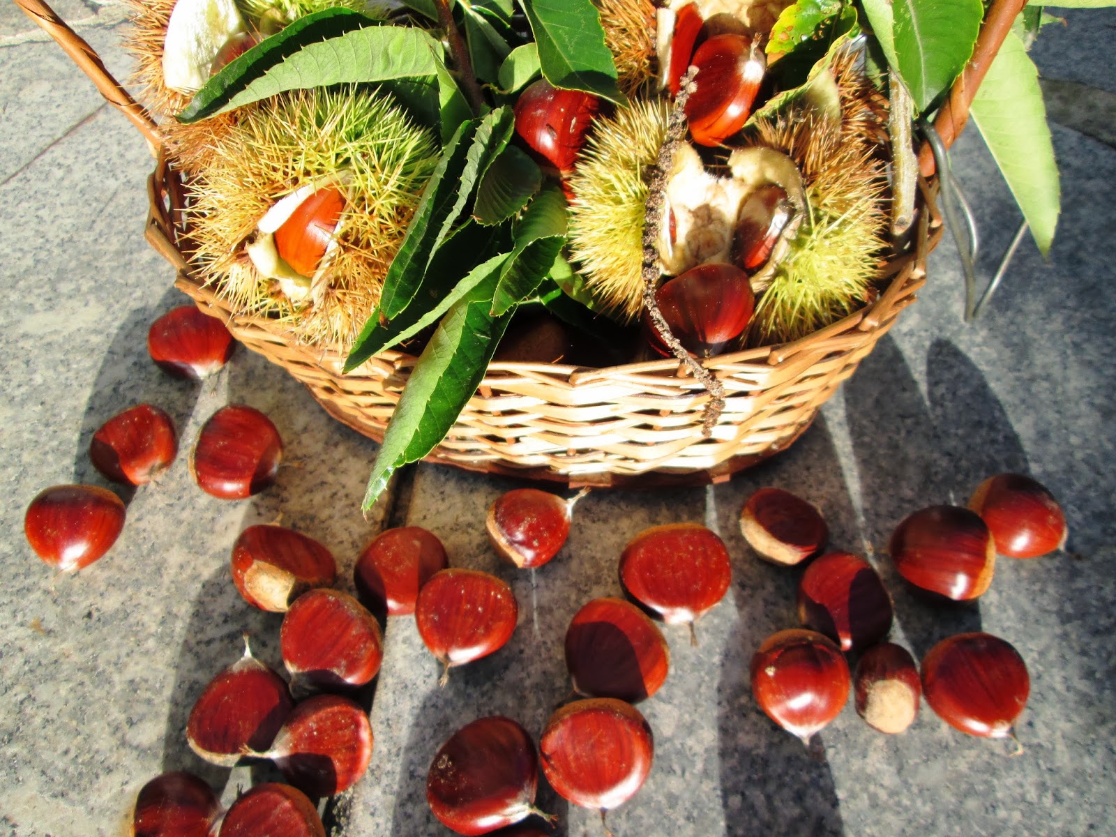 BlogDosForninhenses: Imagens de Castanhas