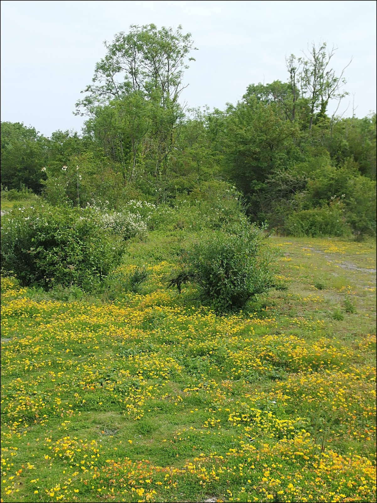 "By Stargoose And Hanglands" Chalk And Cheese
