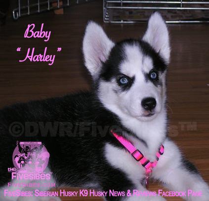 Michaela, Queen of the Night - All Black - Husky Palace