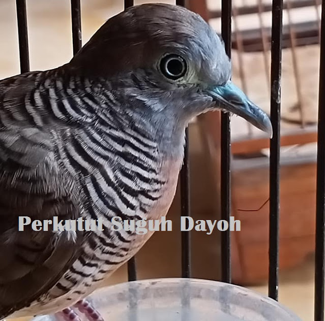 Ciri dan Mitos Perkutut Katuranggan Suguh Dayoh Ciri dan Mitos Perkutut Katuranggan Suguh Dayoh