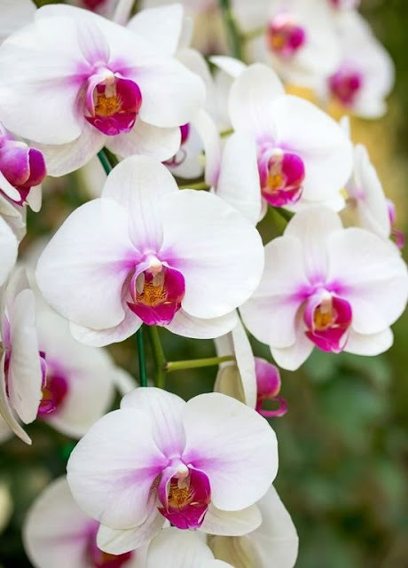 orquídeas, como cuidar de orquídeas, orquídeas vanda, negocio próprio, renda extra, trabalhar em casa, dinheiro extra, liberdade financeira, curso de orquídeas, orquidários