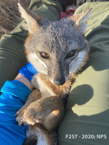 Details about / Dyed Fox Faces