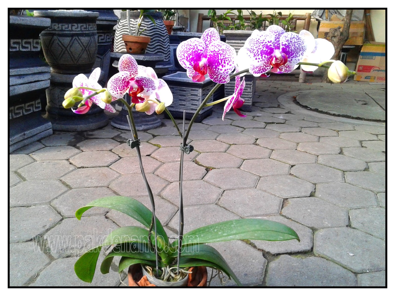 Jual Anggrek Bulan Di Jogja Pakde Nanto