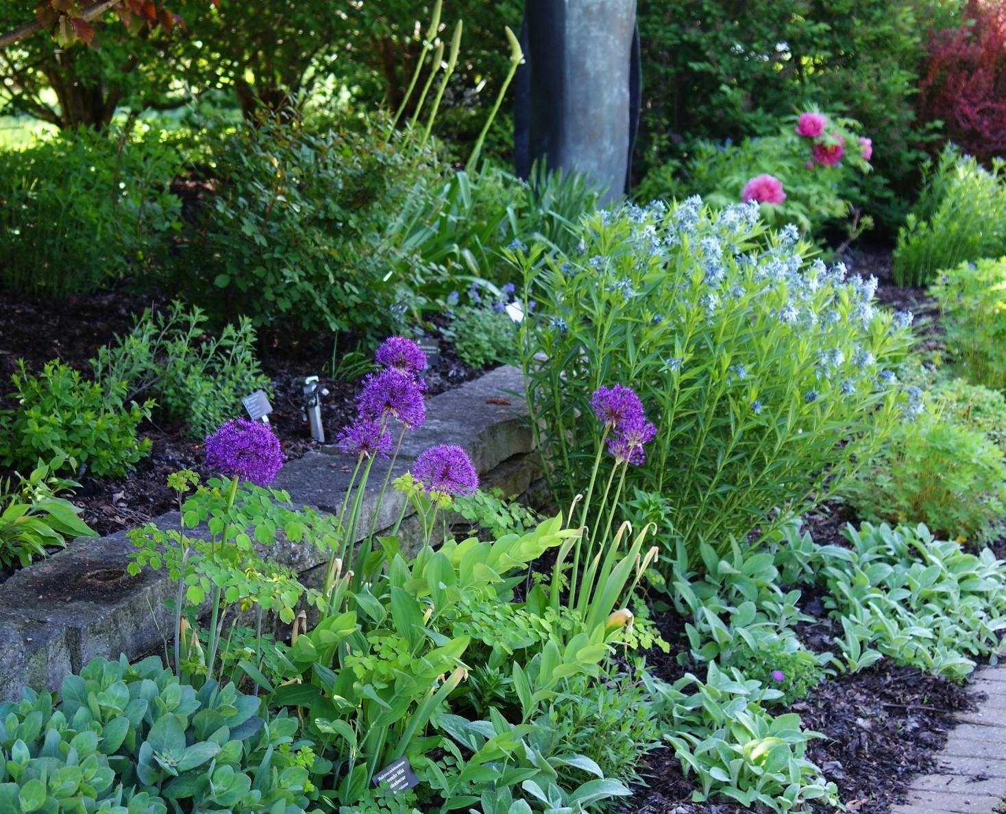 Visit My Garden Japanese Tree Peonies at Olbrich