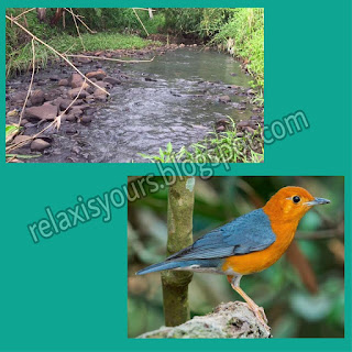River Water Flow and Red Anis Bird from West Java Indonesia Sound
