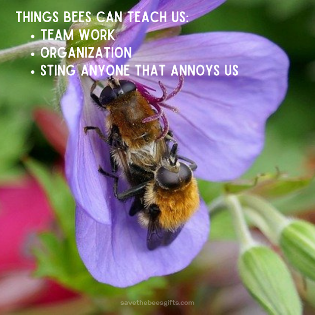 Save Bees Memes