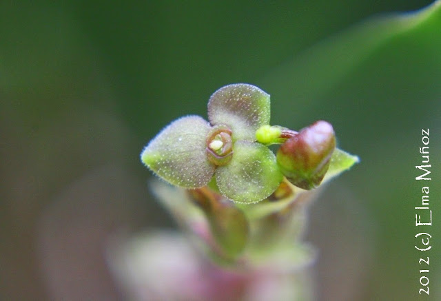 Stelis sp. 2012 (c) Elma Muñoz