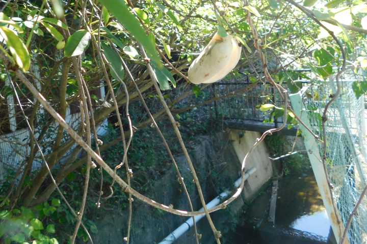 幸か福岡かふくおかひろし 大きな幼虫 いいえ白アケビの実です