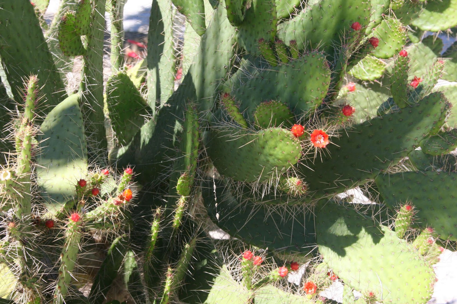 Кактусы крыма фото и названия Описание сортов и ухода за кактусом опунция в домашних условиях: как посадить, р