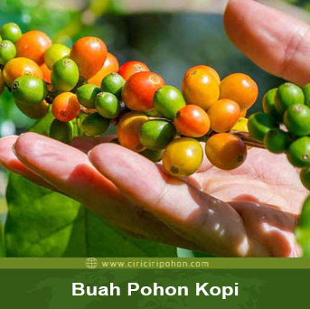 ciri ciri pohon kopi