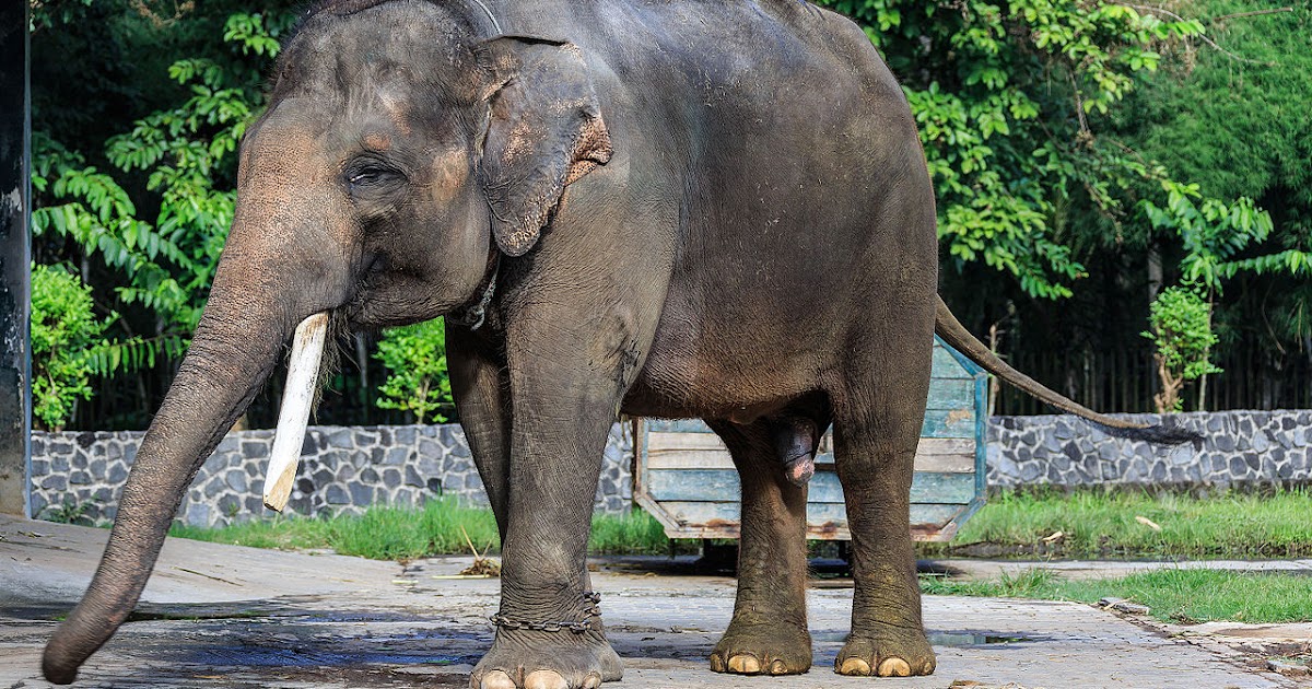 Info Hewan  Tumbuhan Prasejarah Gajah Sumatera mamalia  