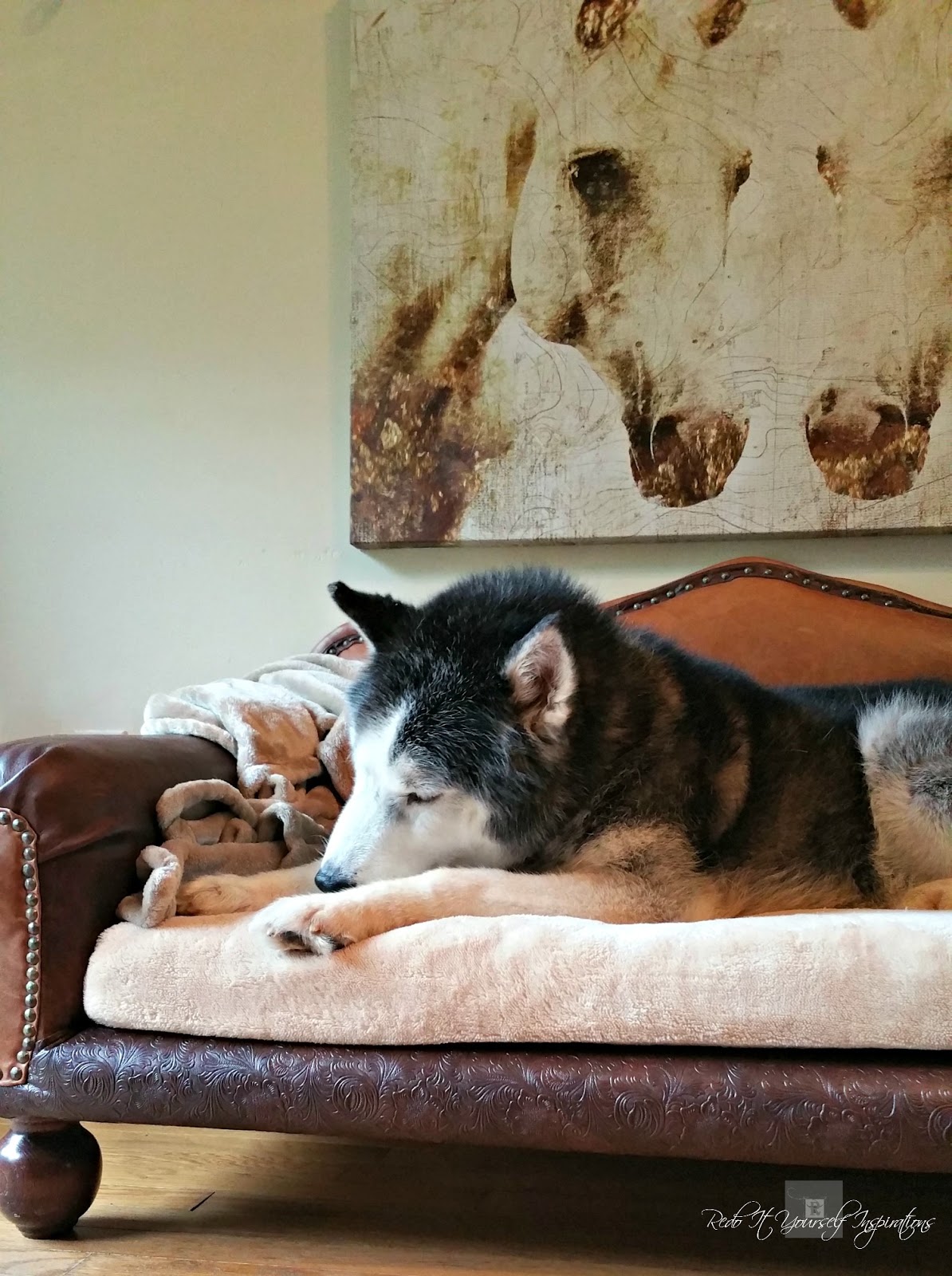 danny dog sofa