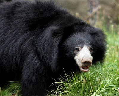 Sloth bear | The Life of Animals