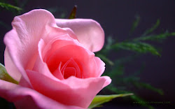 rose pink roses wallpapers meaning single desktop background flower flowers natural dark 1000 wallpapersafari
