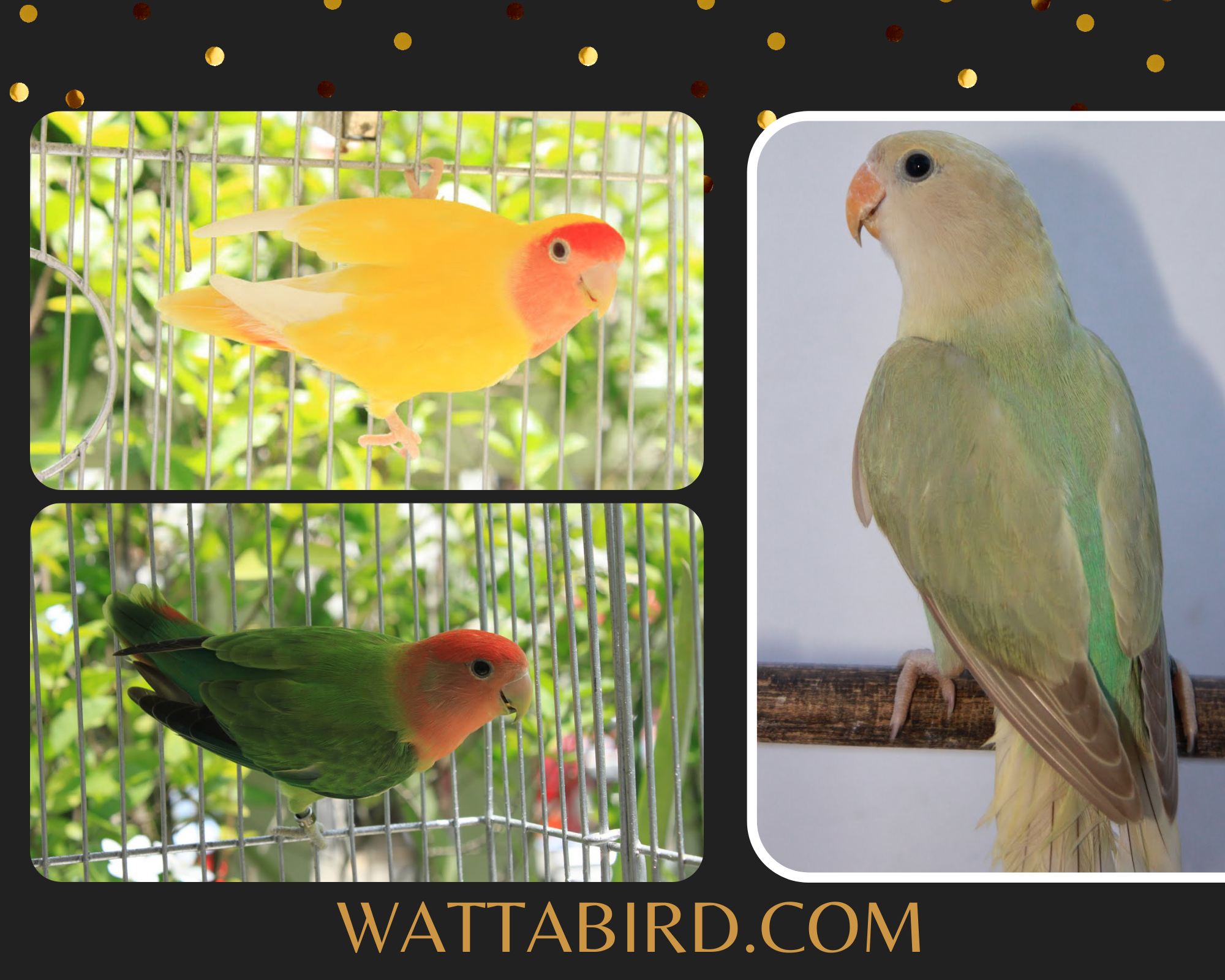 Peach faced lovebird sexual dimorphism