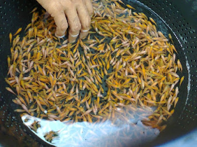 Ikan Hias Akuarium Tanpa Oksigen Ikan Hias Akuarium Tanpa Oksigen