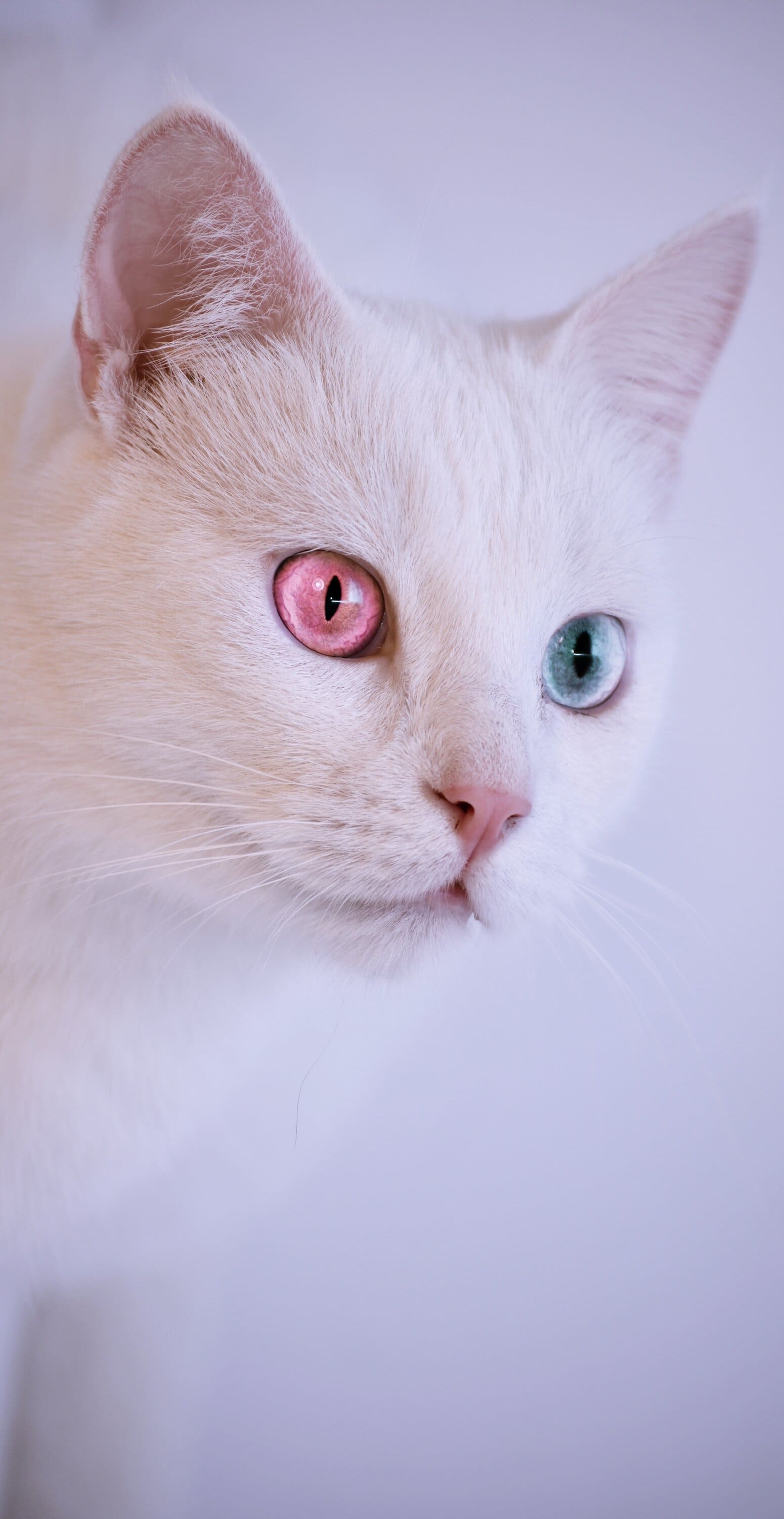 خلفية قطة بيضاء للايفون, خلفيات قطط بيضاء HD