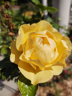a yellow rose from the Grandview Park Rose Garden
