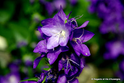 fleurs de Campanules.