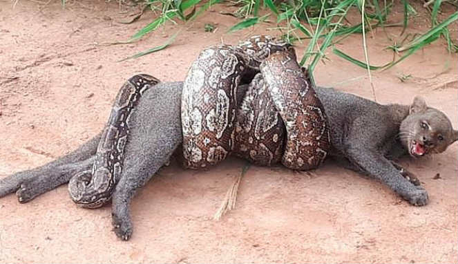 Buntut Ular Piton Saya Gigit Lilitan Terlepas Kucing Selamat