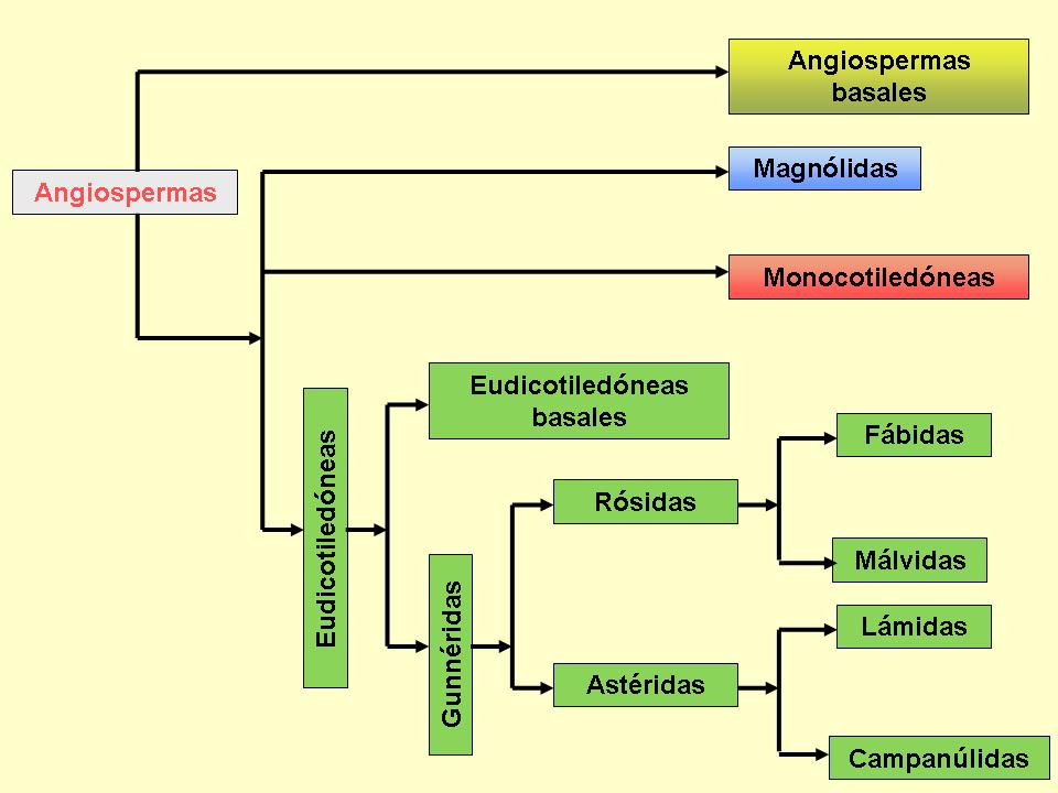 Diagrama simplificado que ilustra el árbol filogenético de las angiospermas. Se muestran los grandes grupos de angiospermas (angiospermas basales, magnólidas, monocotiledóneas y eudicotiledóneas) en diferentes colores