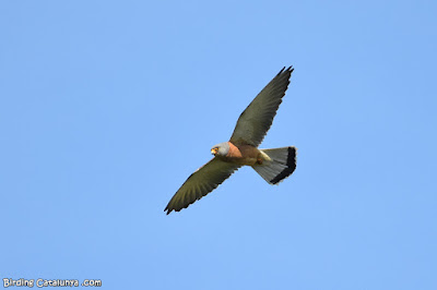 Xoriguer petit (Falco naumanni)