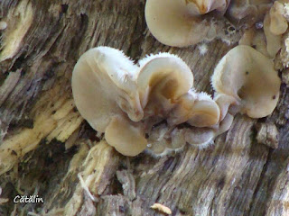 Auricularia mesenterica DSC46181